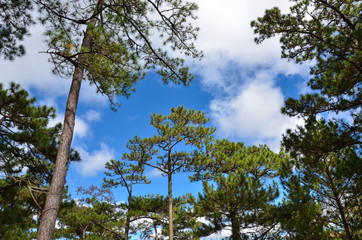 pine forest
