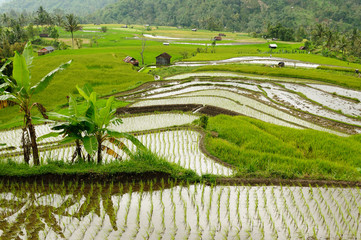 Indonesia countryside on the Sumatra island