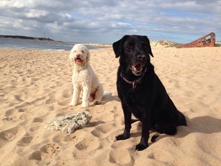 Zwei Hunde am Strand