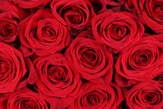 Hintergrund rote Rosen zum Valentinstag oder Muttertag