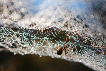Spider in the morning dew