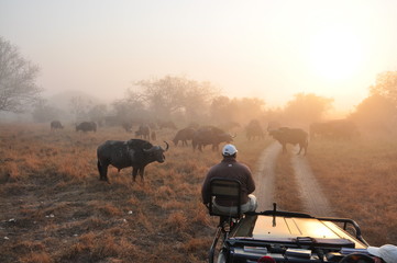Safari im Morgengrauen