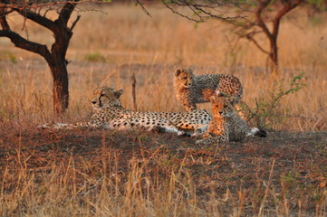 Geparden unter einem Baum © swataffl