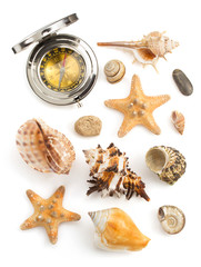 seashell  on white background