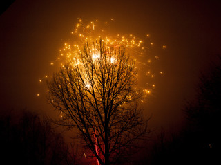 Tree and Firework in the Night