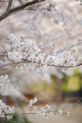 Beautiful cherry blossom (Sakura)