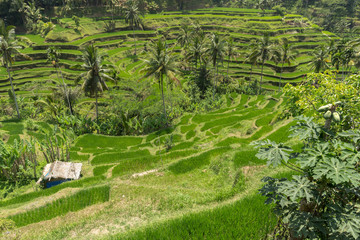 Rice fields in bali Island in Ubud, Bali, Indonesia
