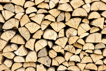 Tree trunks in section