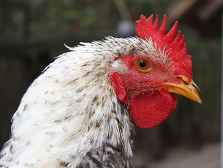 Beautiful rooster head in natural environment