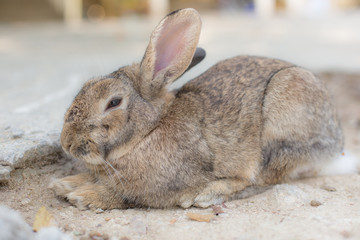 Brown Rabbit