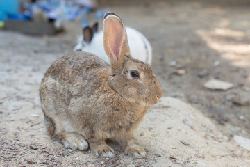 Brown Rabbit