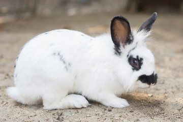 White Black Rabbit
