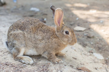 Brown Rabbit