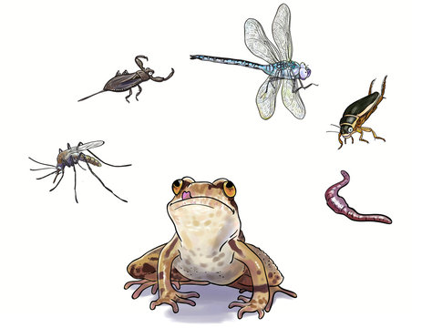 amphibians feed