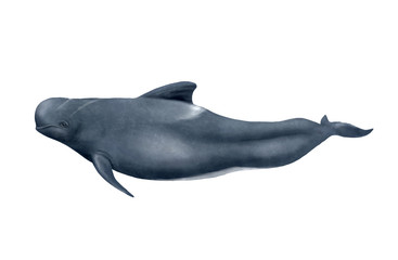 Naklejka premium Long-finned pilot whale