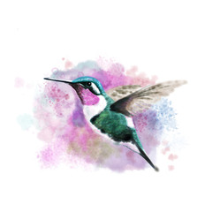 hummingbird