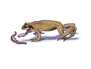 Frog feeding
