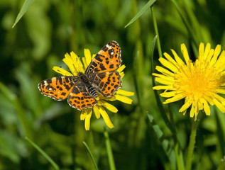 Map butterfly on dandelion