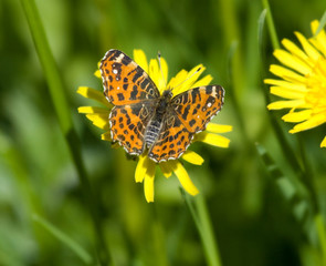 Map butterfly on dandelion