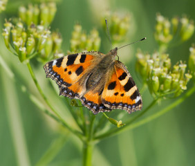 Small Tortoiseshell butterfly on the yarrow flower