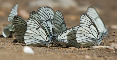Black-veined White butterflies on the ground