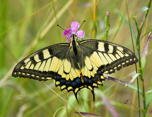 Machaon butterfly on the grass 