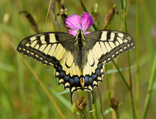 Machaon butterfly on the grass 