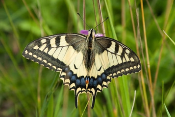 Machaon butterfly on the grass 