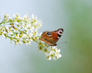 Obraz premium Peacock butterfly on the branch of Bird Cherry 