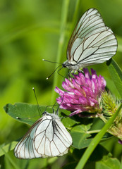 Black-veined White butterflies on a flower of red clover
