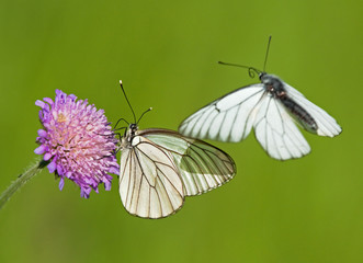 Black-veined White butterflies on a flower of Field Scabious 
