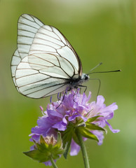 Black-veined White butterfly on a flower of Field Scabious