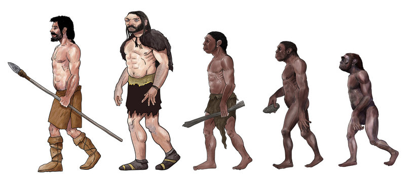 Human evolution illustration