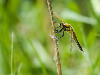 Dragonfly on the branch 