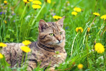 Cat have a rest on dandelion meadow