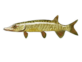 Northern pike