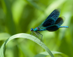 Beautiful Demoiselle on grass 