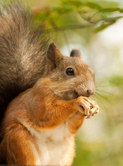 Squirrel with a sunflower seeds 
