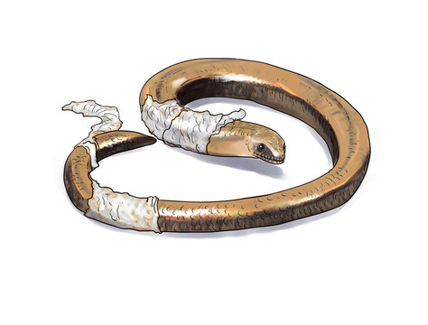 Slow worm lizard
