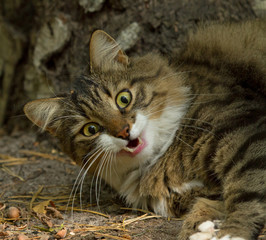 Cat yawn on the ground 