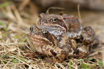 Moor Frogs