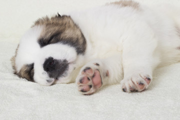 cute sleeping puppy Shepherd