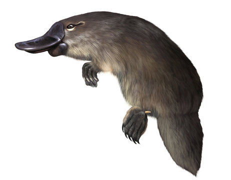 Platypus