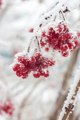 Ash berries in snow