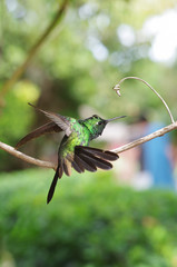 Purple-throated Carib hummingbird landing on a branch