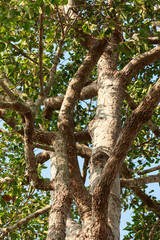 Big rubber tree (Dipterocarpus alatus) with green leaves
