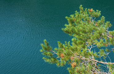 Fototapeta na wymiar Pine tree on slope of lake, Ruskeala, Republic of Karelia