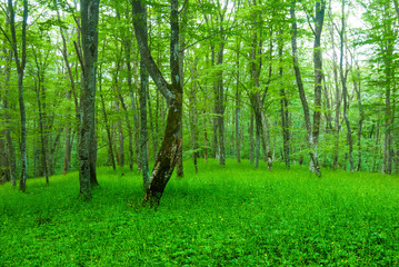 green beech forest glade