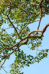 Big green tree under sunshine