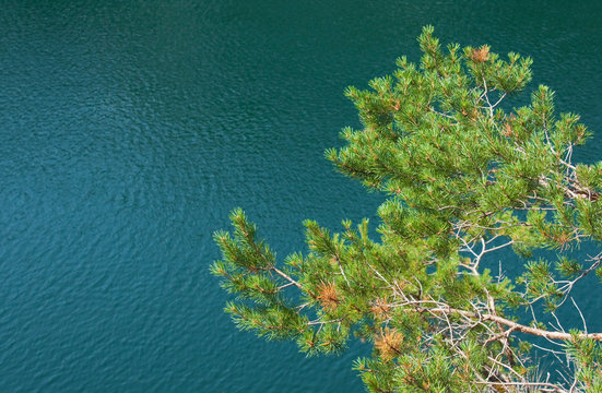 Pine tree on slope of lake, Ruskeala, Republic of Karelia